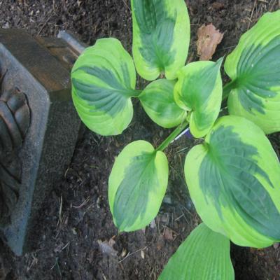 Hosta 'Summer Lovin'